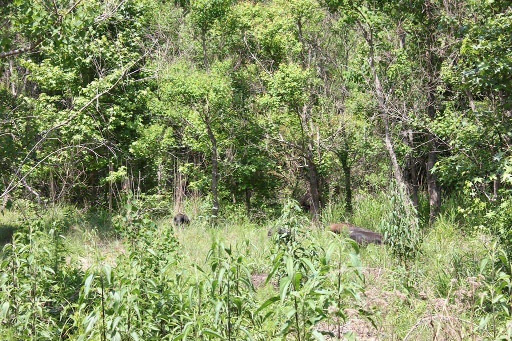 153.96 acres in Texas County - photo 27
