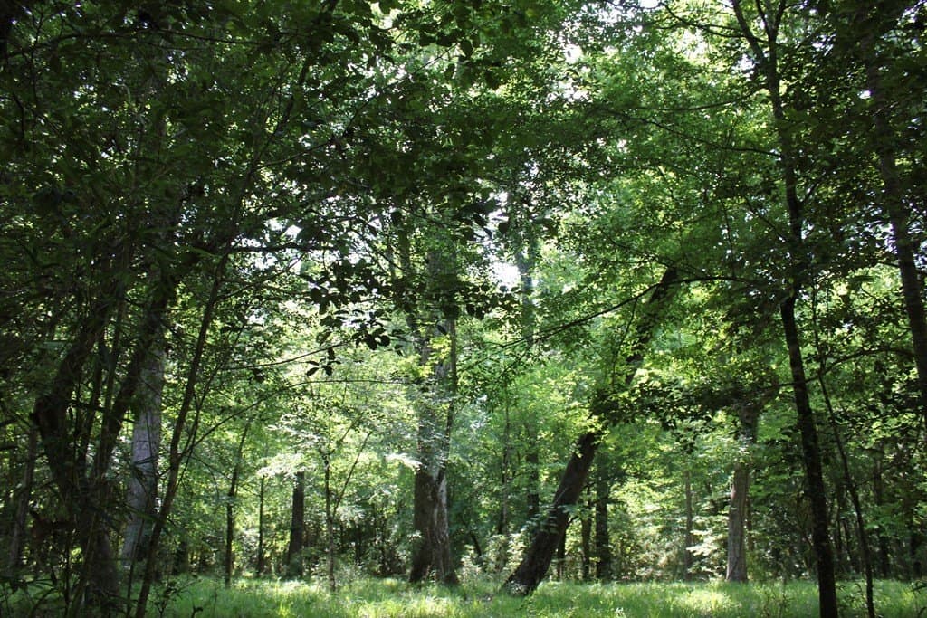 153.96 acres in Texas County - photo 7