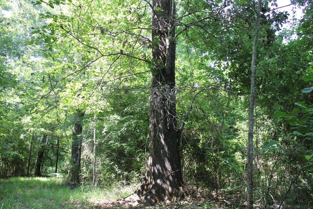 153.96 acres in Texas County - photo 32