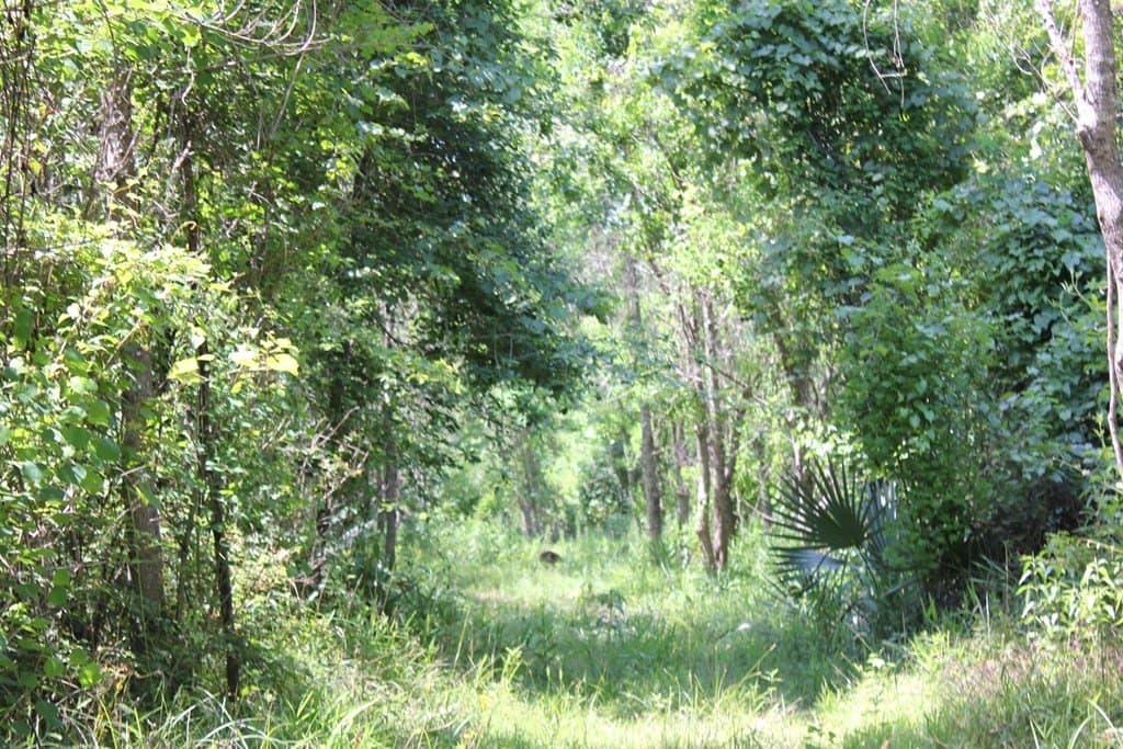 153.96 acres in Texas County - photo 24