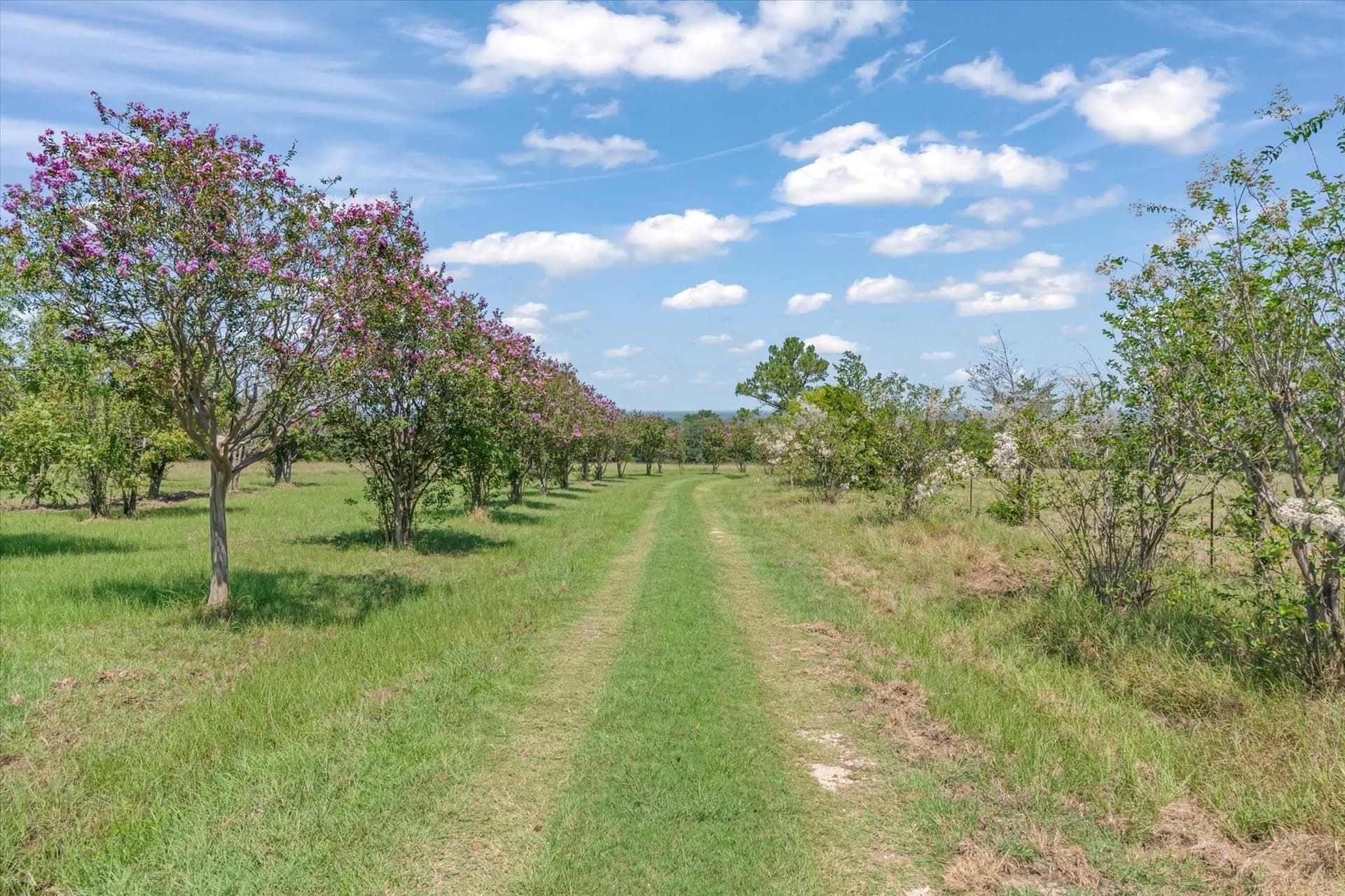 29 acres in Van Zandt County gallery image 2