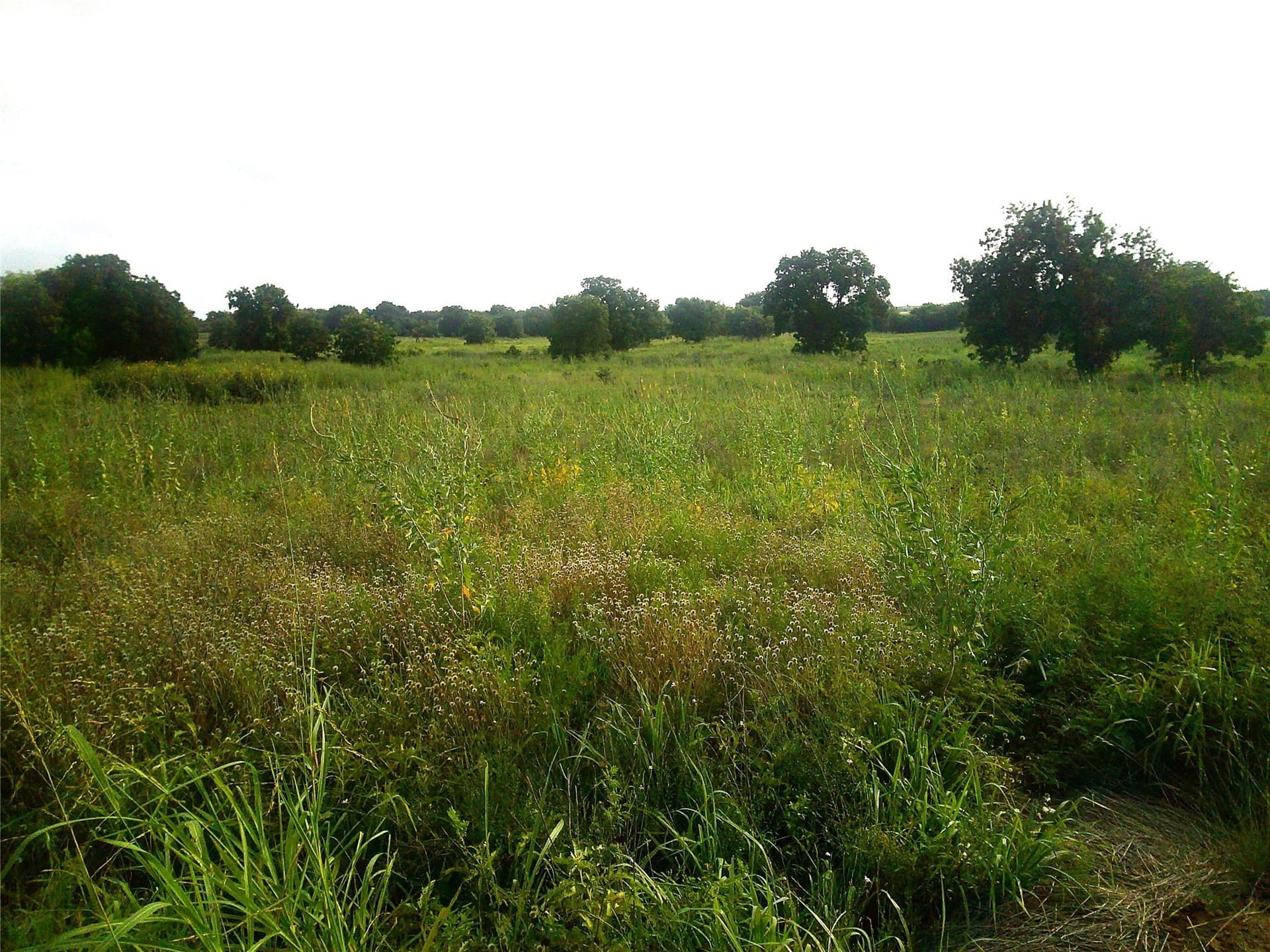 11 acres in Montague County - photo 4
