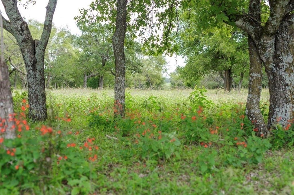 3.6 acres in Gillespie County gallery image 4