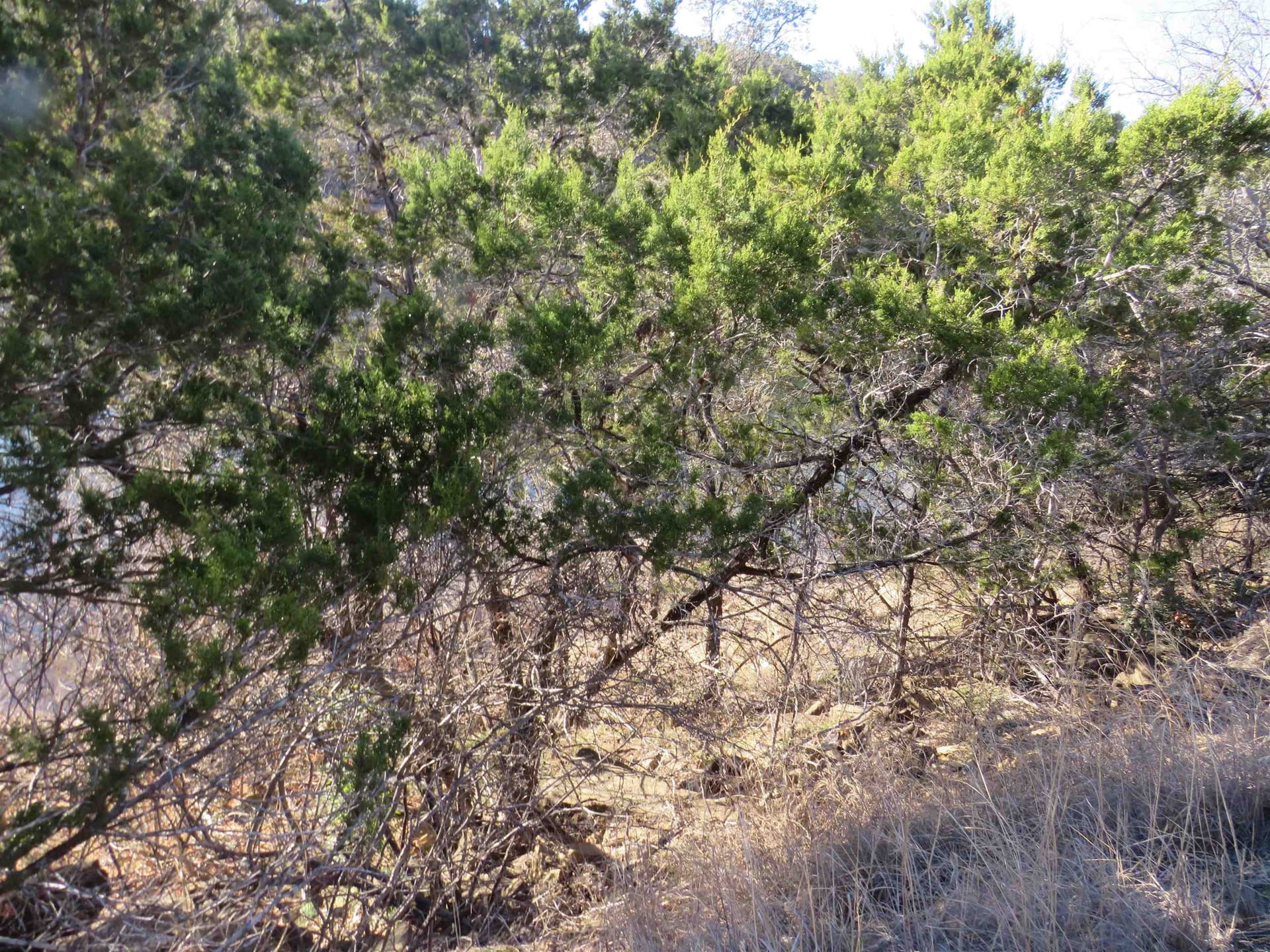 0 acres in Burnet County gallery image 4