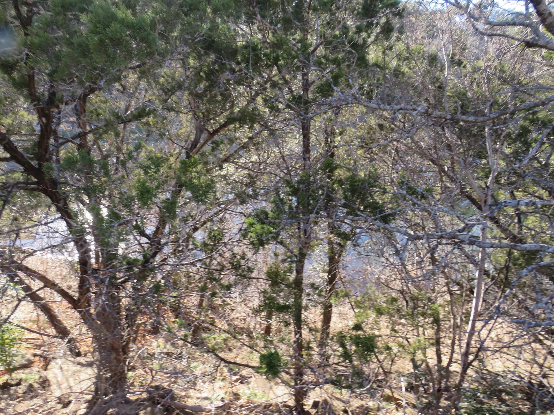 0 acres in Burnet County gallery image 3