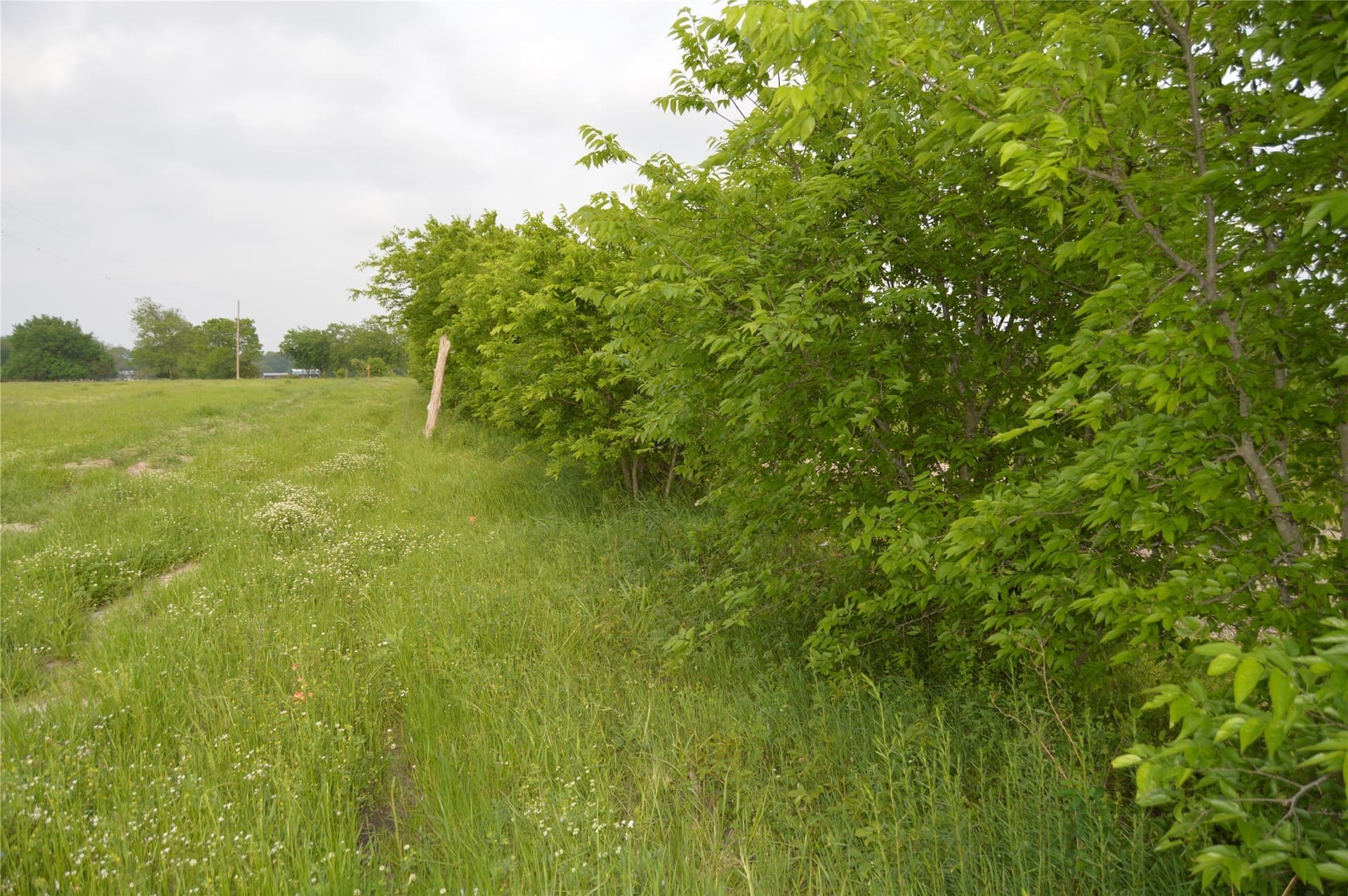 6 acres in Rains County - photo 4