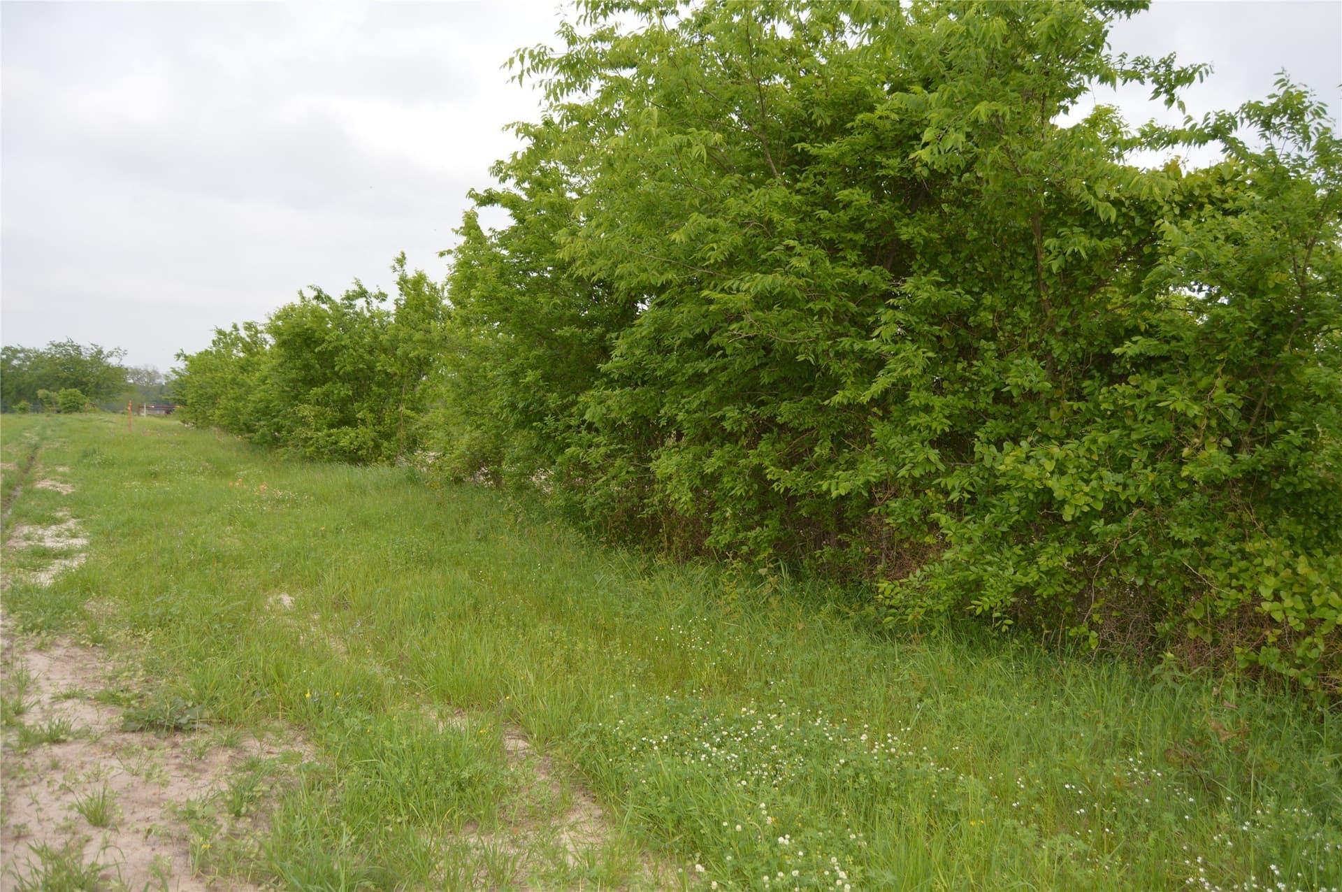 6 acres in Rains County - photo 3