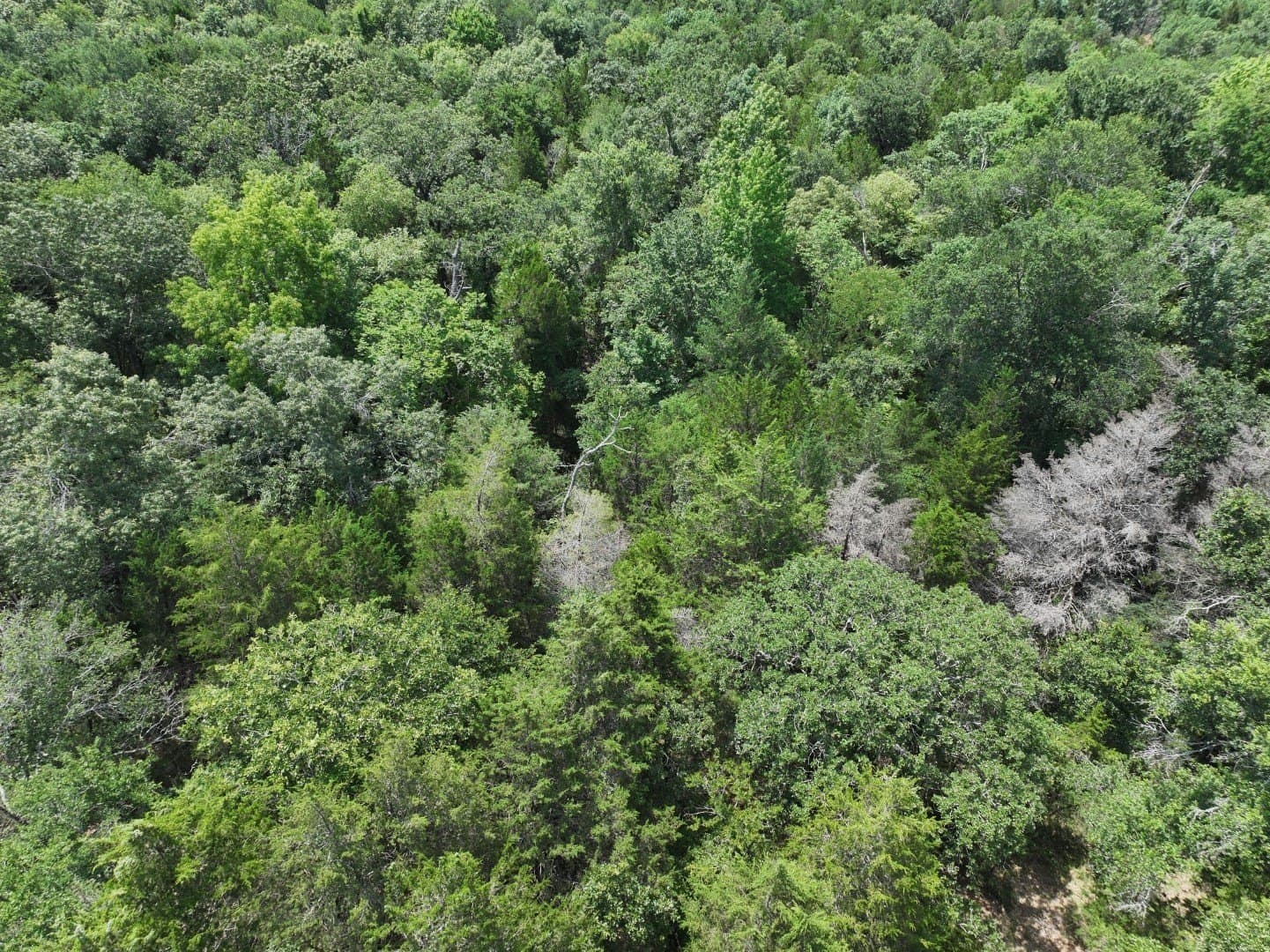 33.76 acres in Freestone County - photo 6