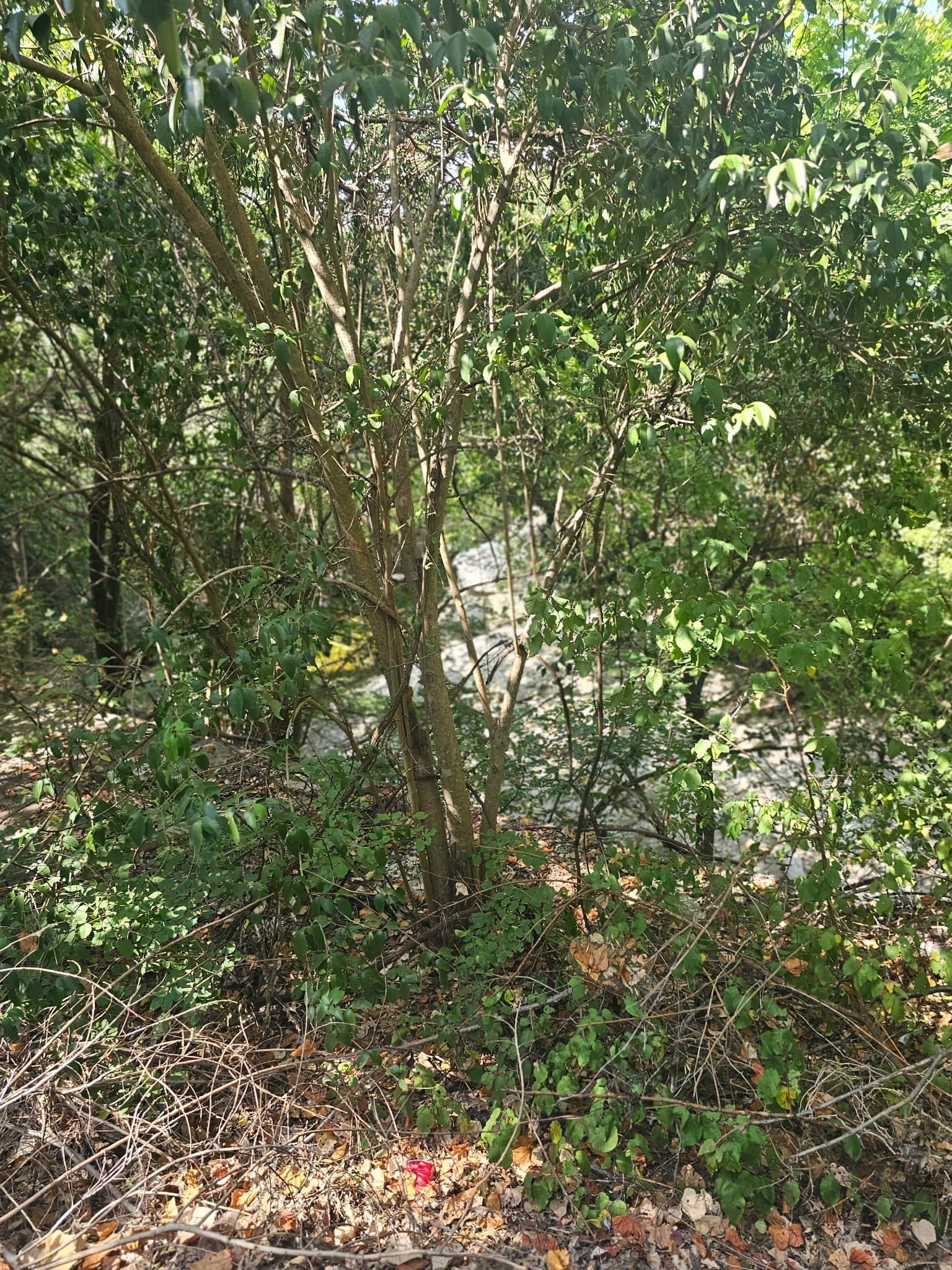 2.57 acres in Dallas County - photo 2