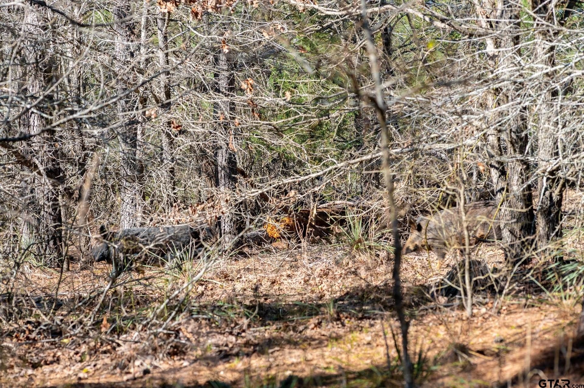 470.4 acres in Van Zandt County - photo 15