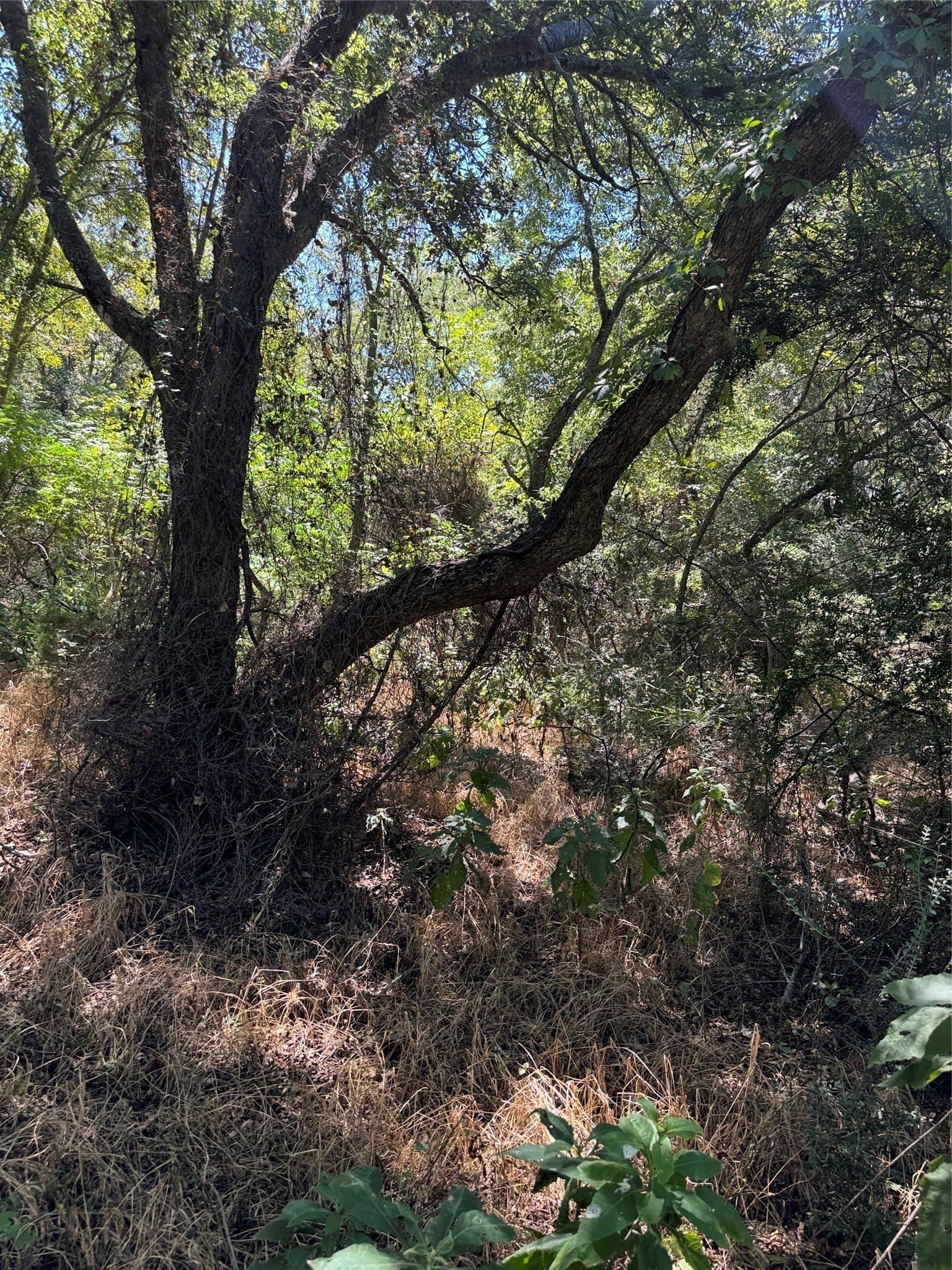 0.43 acres in Hill County gallery image 4