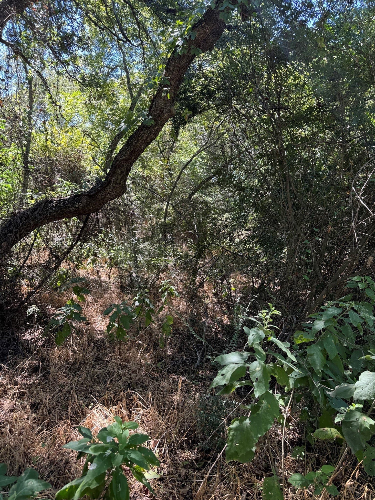 0.43 acres in Hill County gallery image 3