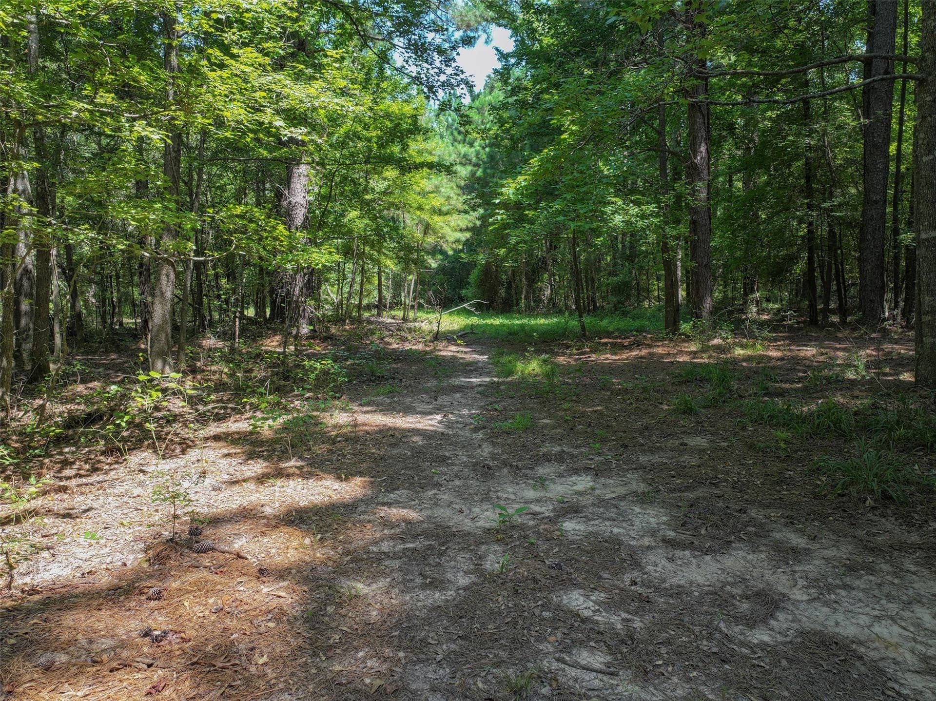 77 acres in Bowie County - photo 17