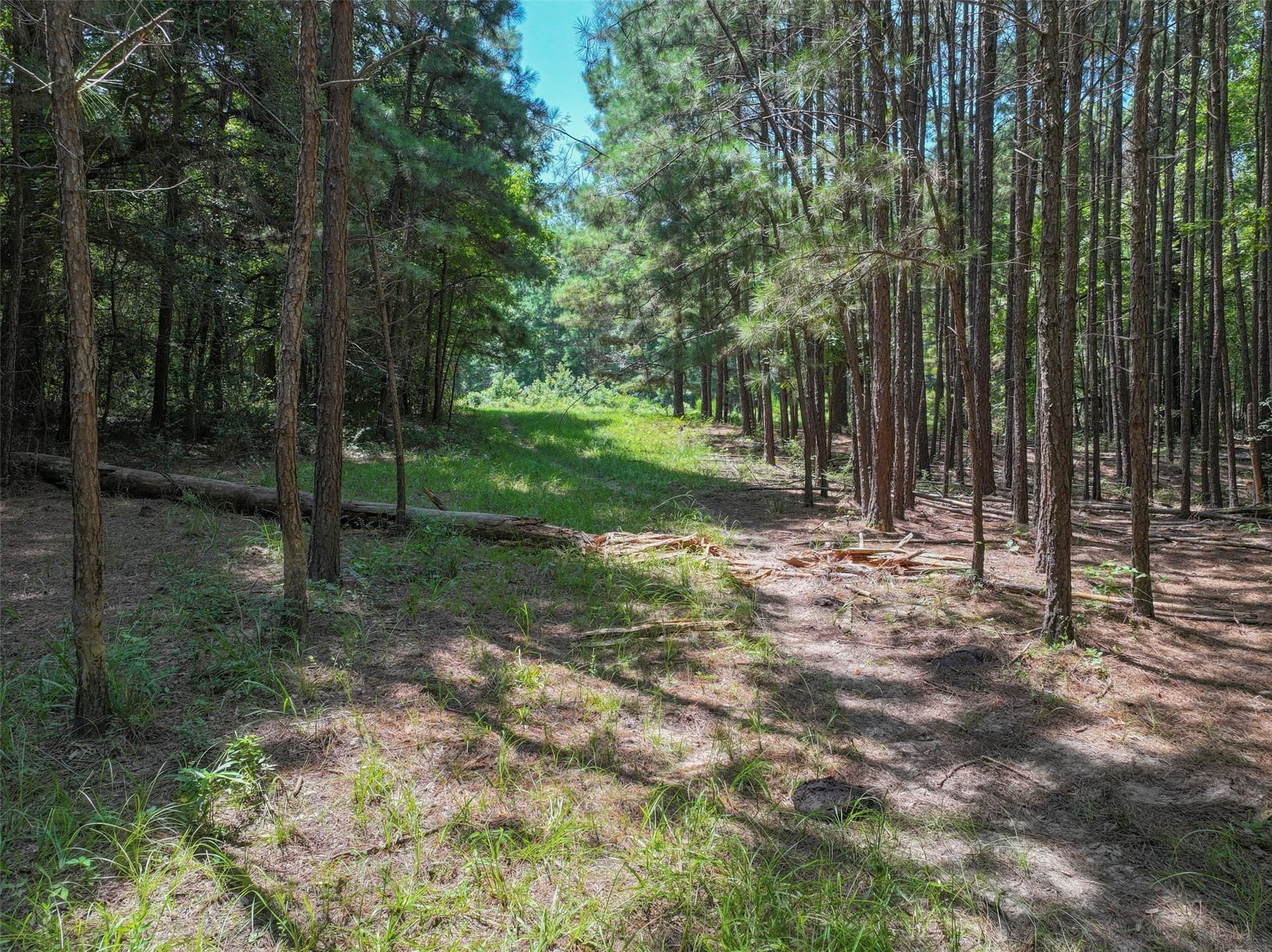 77 acres in Bowie County - photo 15