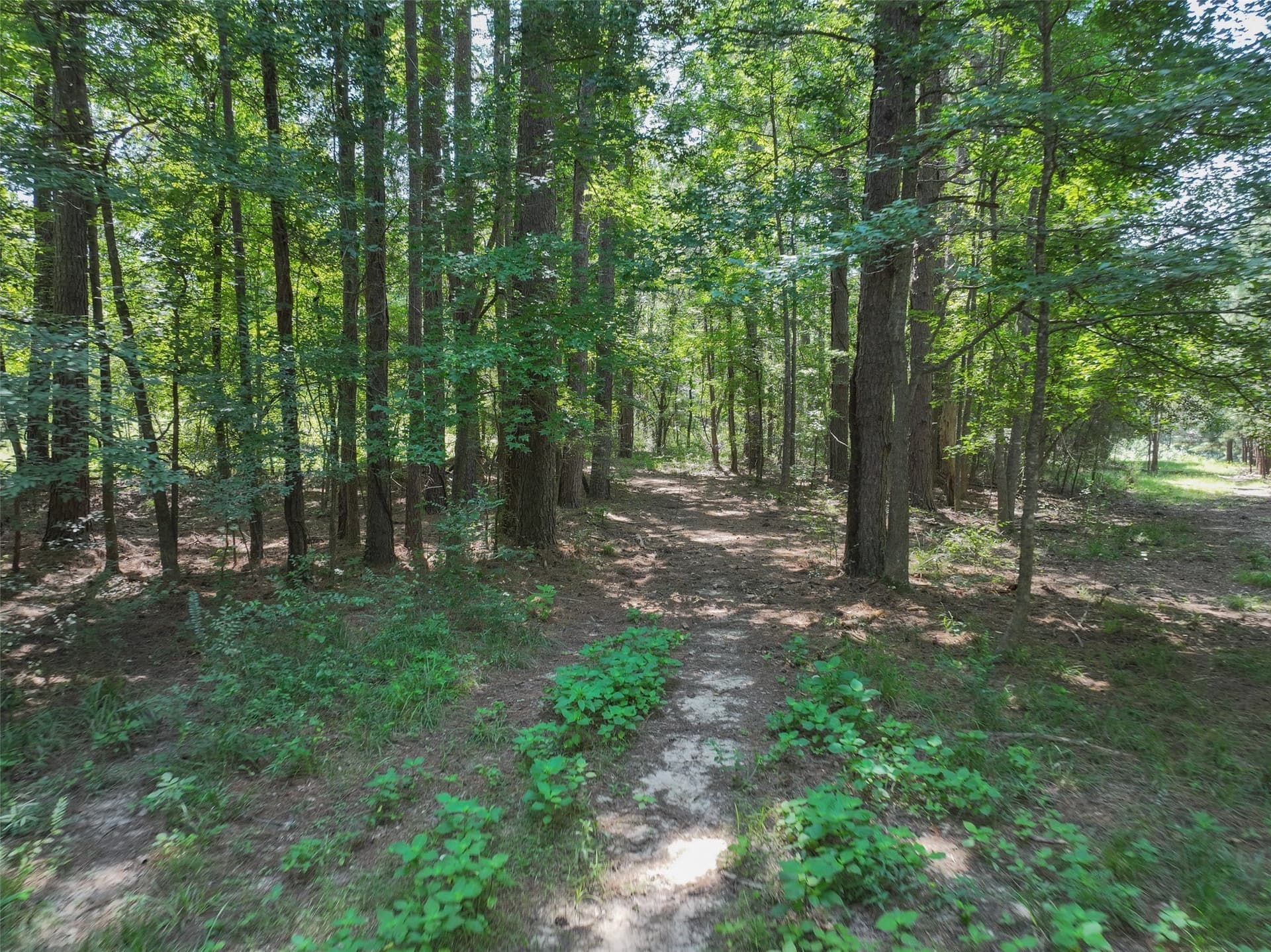 77 acres in Bowie County - photo 9