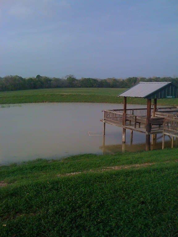 76.8 acres in Austin County featured view