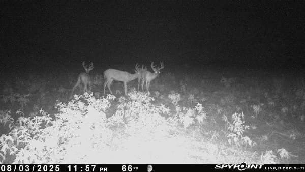 40.32 acres in Henderson County gallery image 3