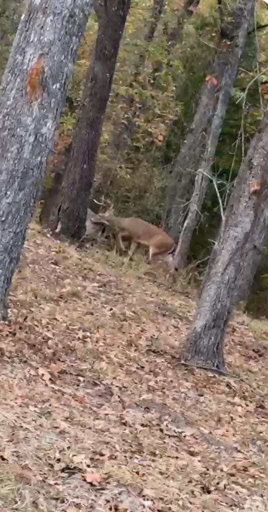 40.32 acres in Henderson County gallery image 4