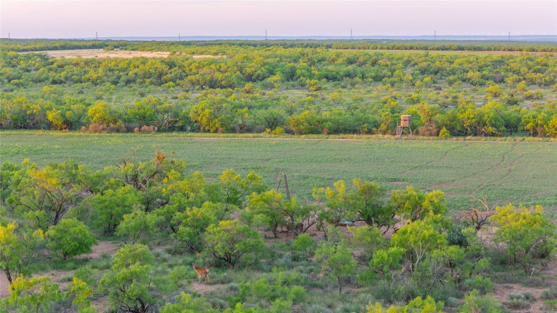 213.3 acres in Coleman County - photo 13