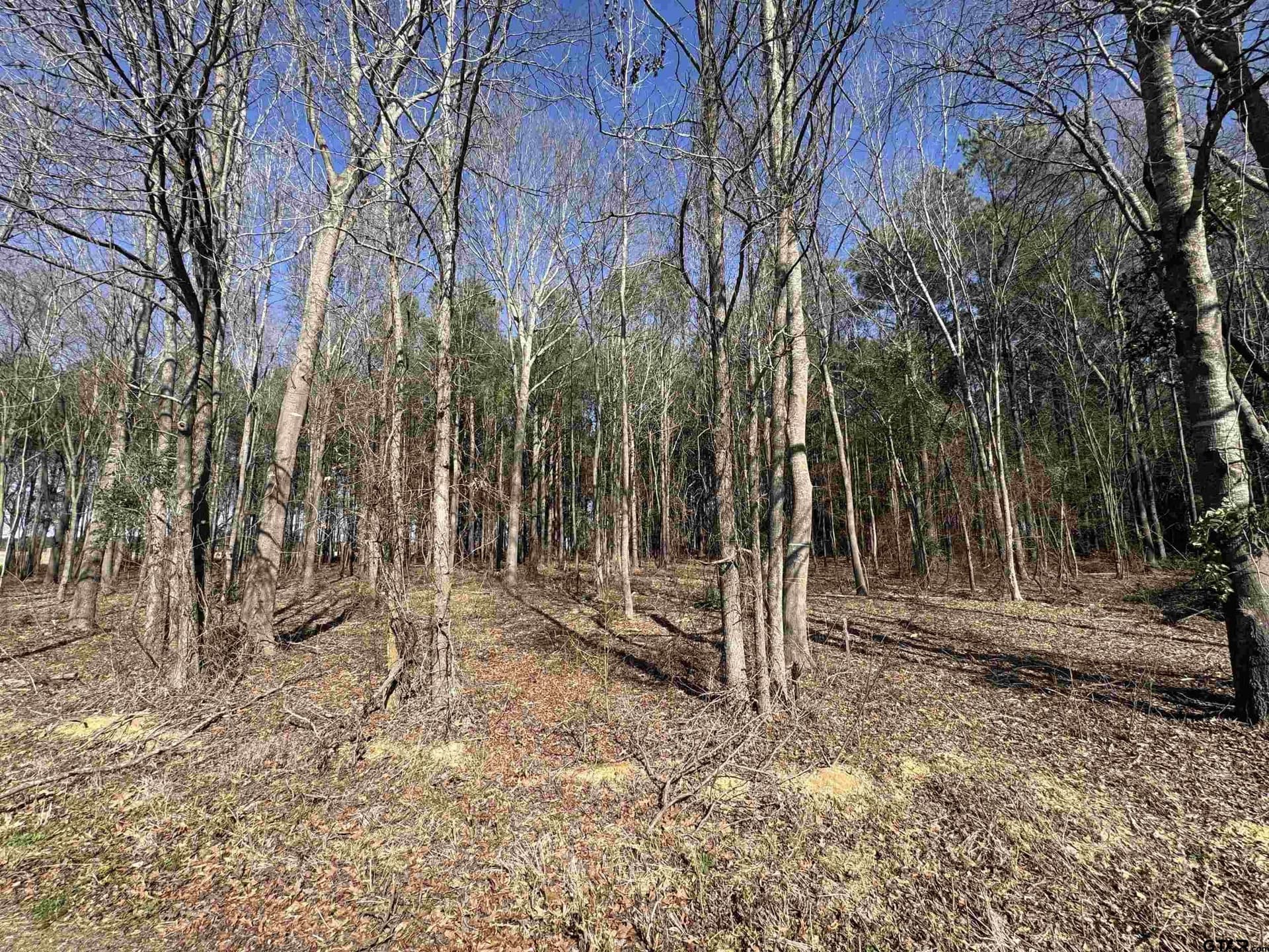 4.16 acres in Camp County gallery image 2