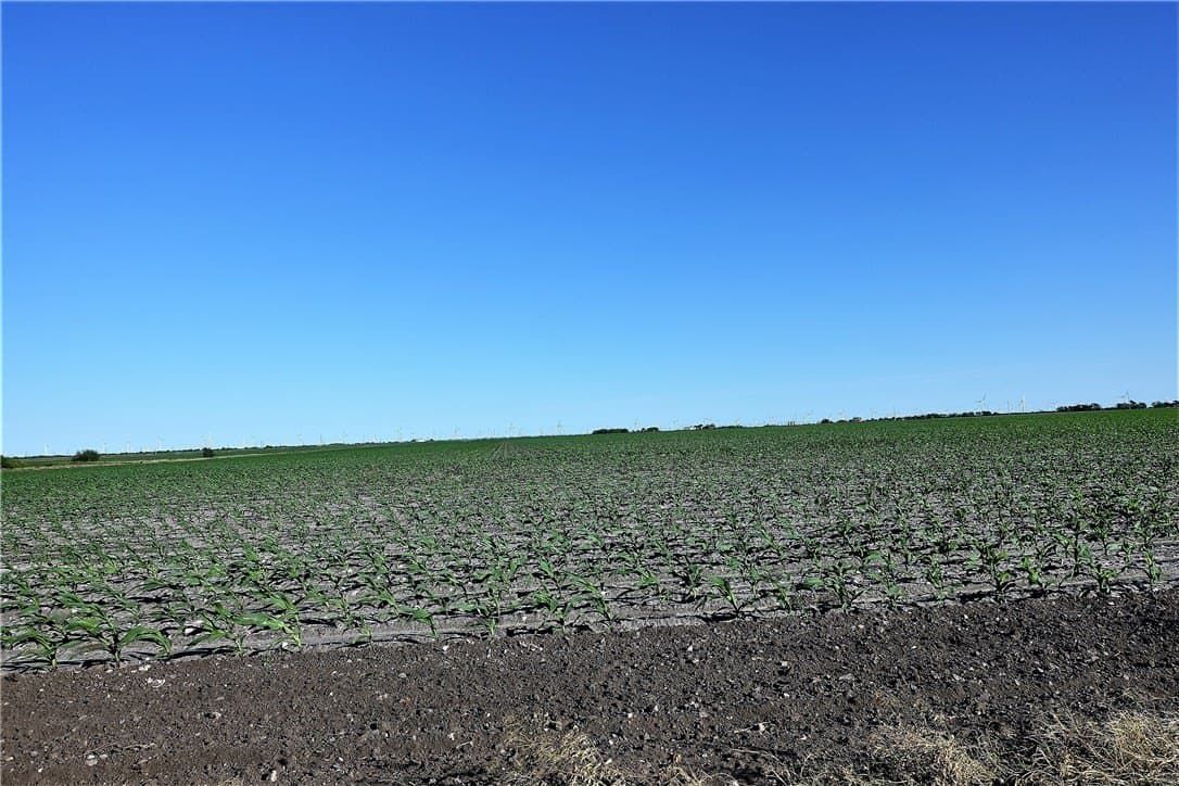 96.17 acres in San Patricio County - photo 17