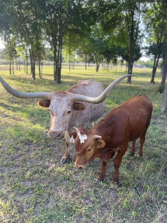 12.77 acres in Navarro County featured view