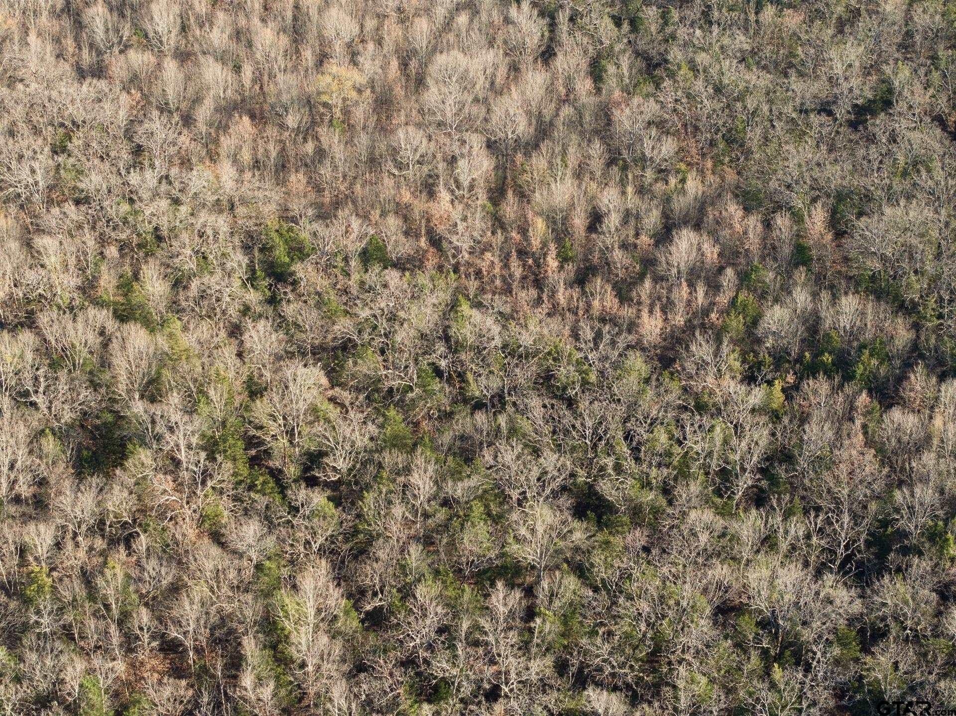 83.46 acres in Titus County - photo 17