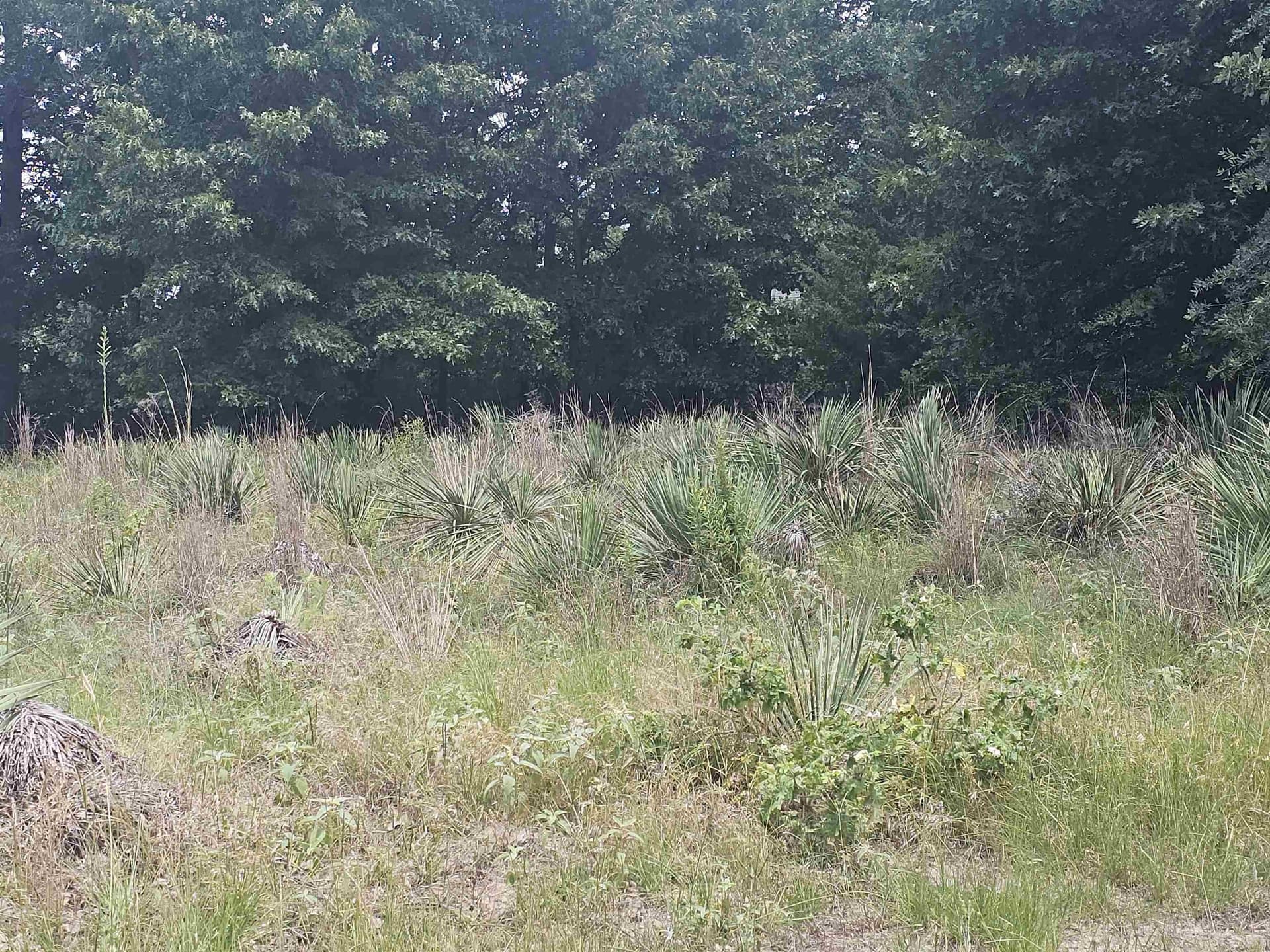 0.27 acres in Wood County gallery image 3