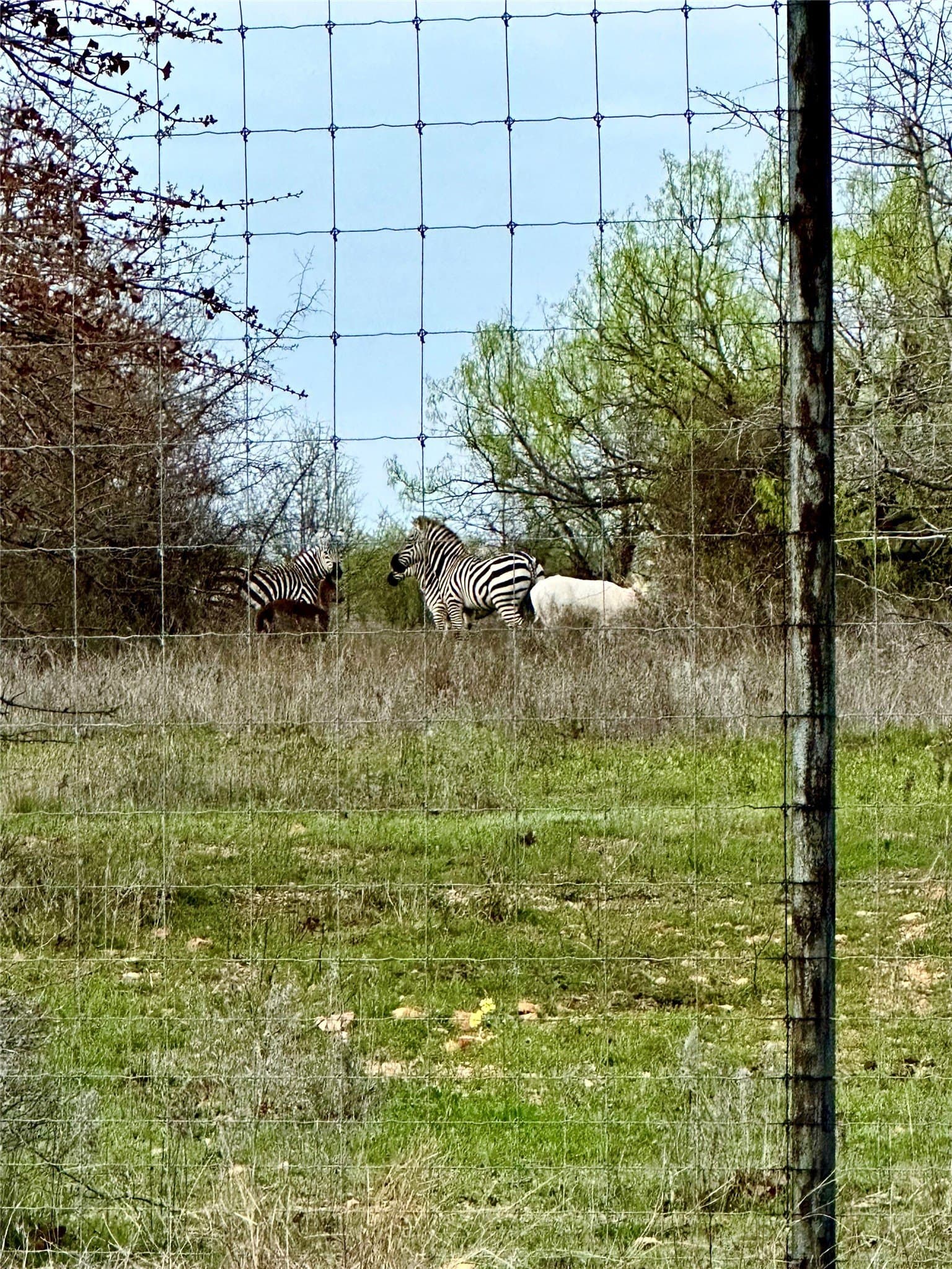 4.94 acres in Palo Pinto County - photo 8