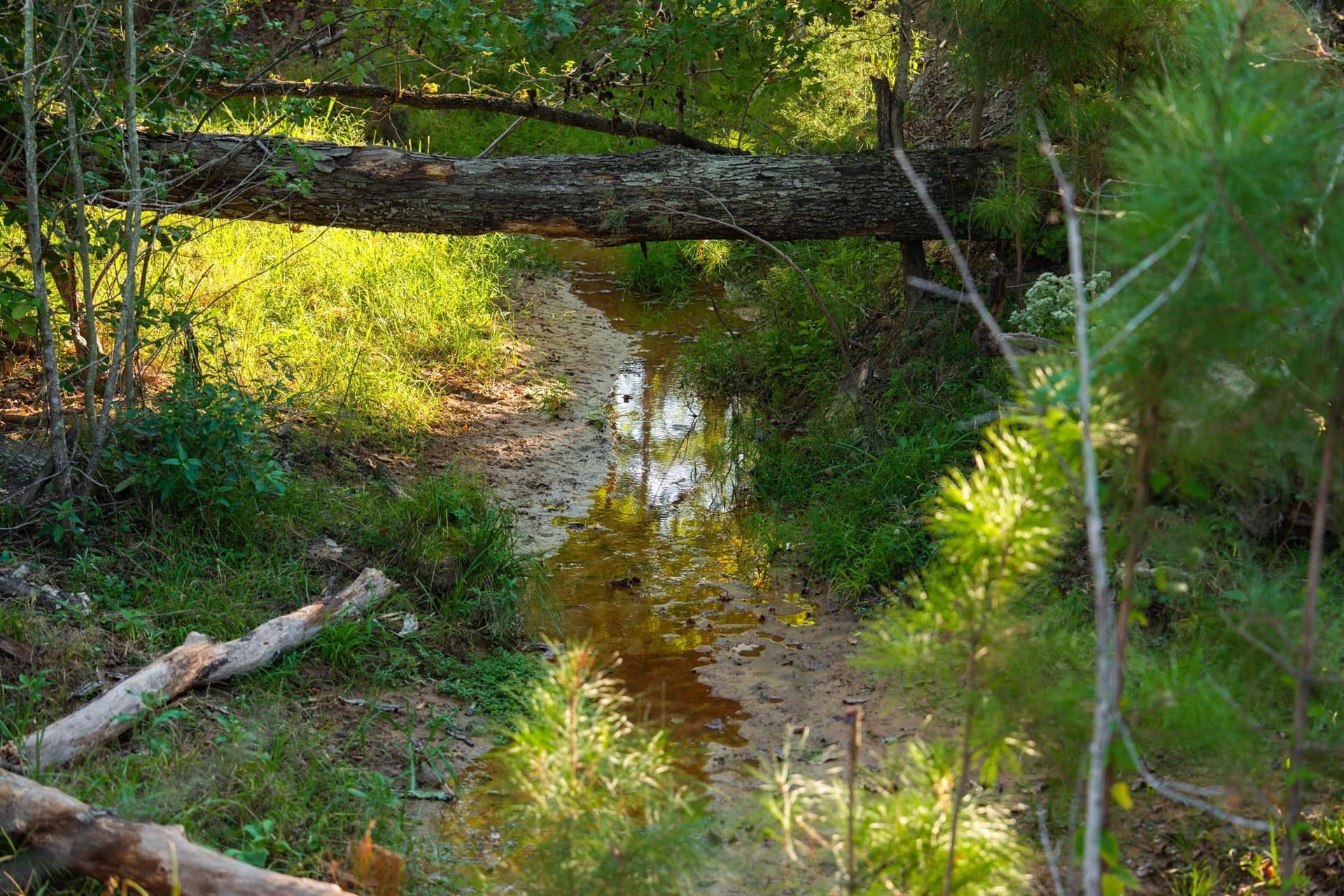 494.46 acres in Smith County - photo 14