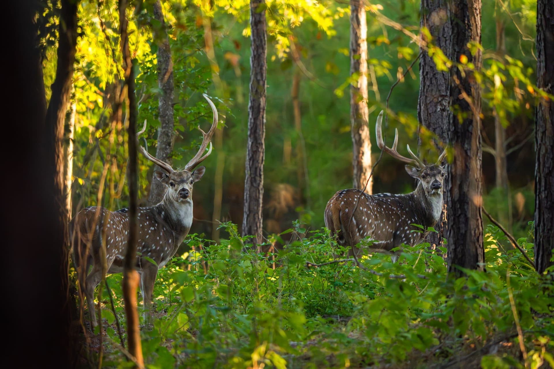 494.46 acres in Smith County - photo 4