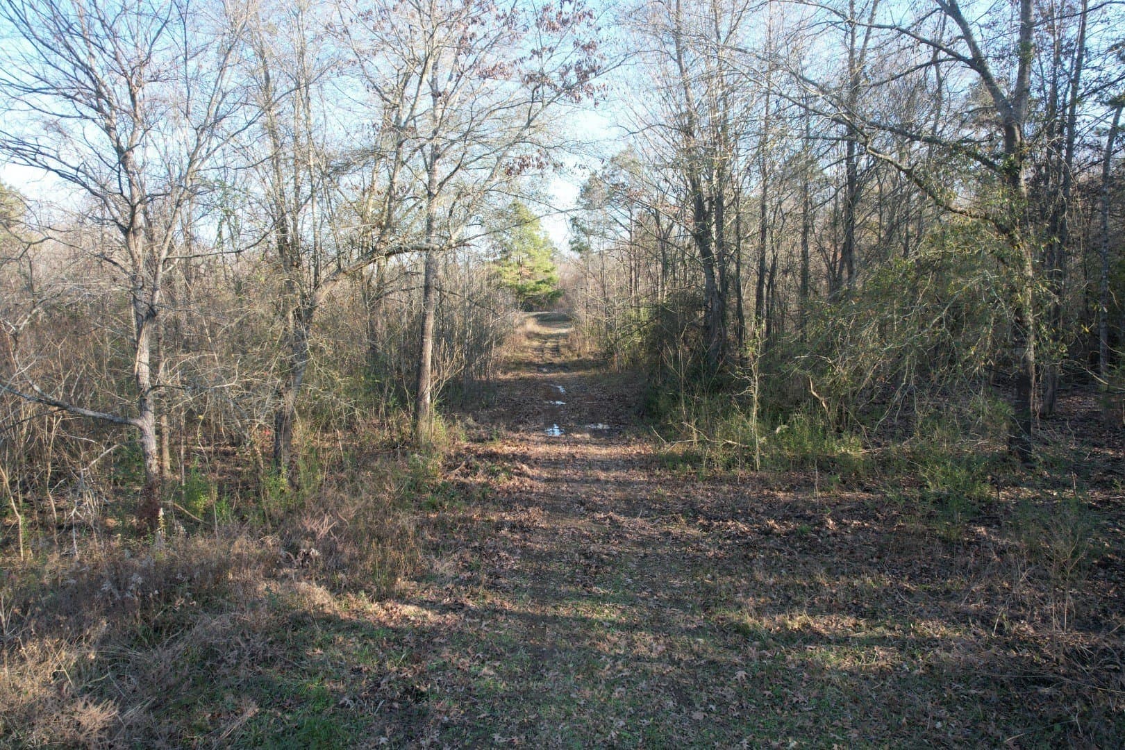 310 acres in Nacogdoches County - photo 6