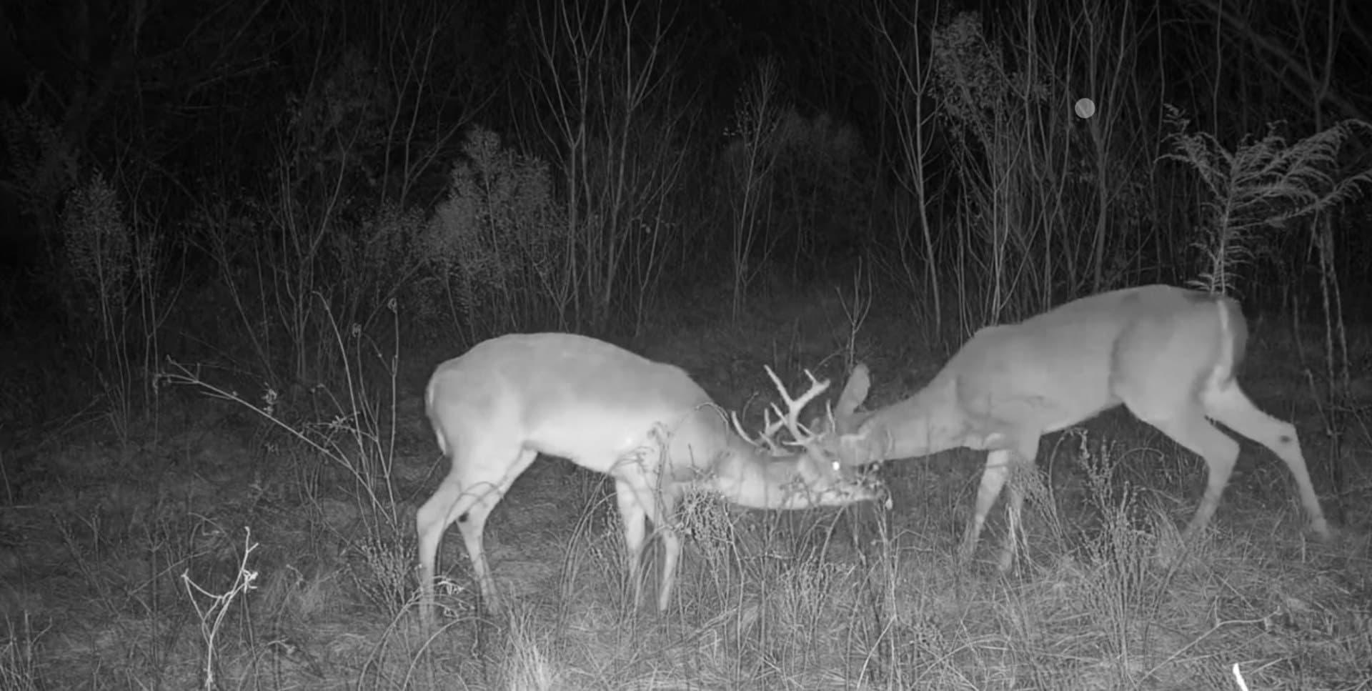 310 acres in Nacogdoches County - photo 13
