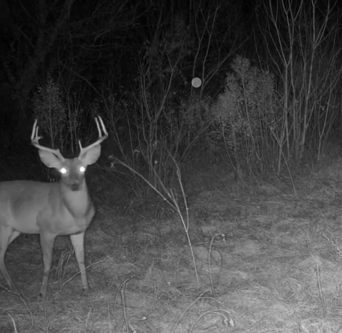 310 acres in Nacogdoches County - photo 12