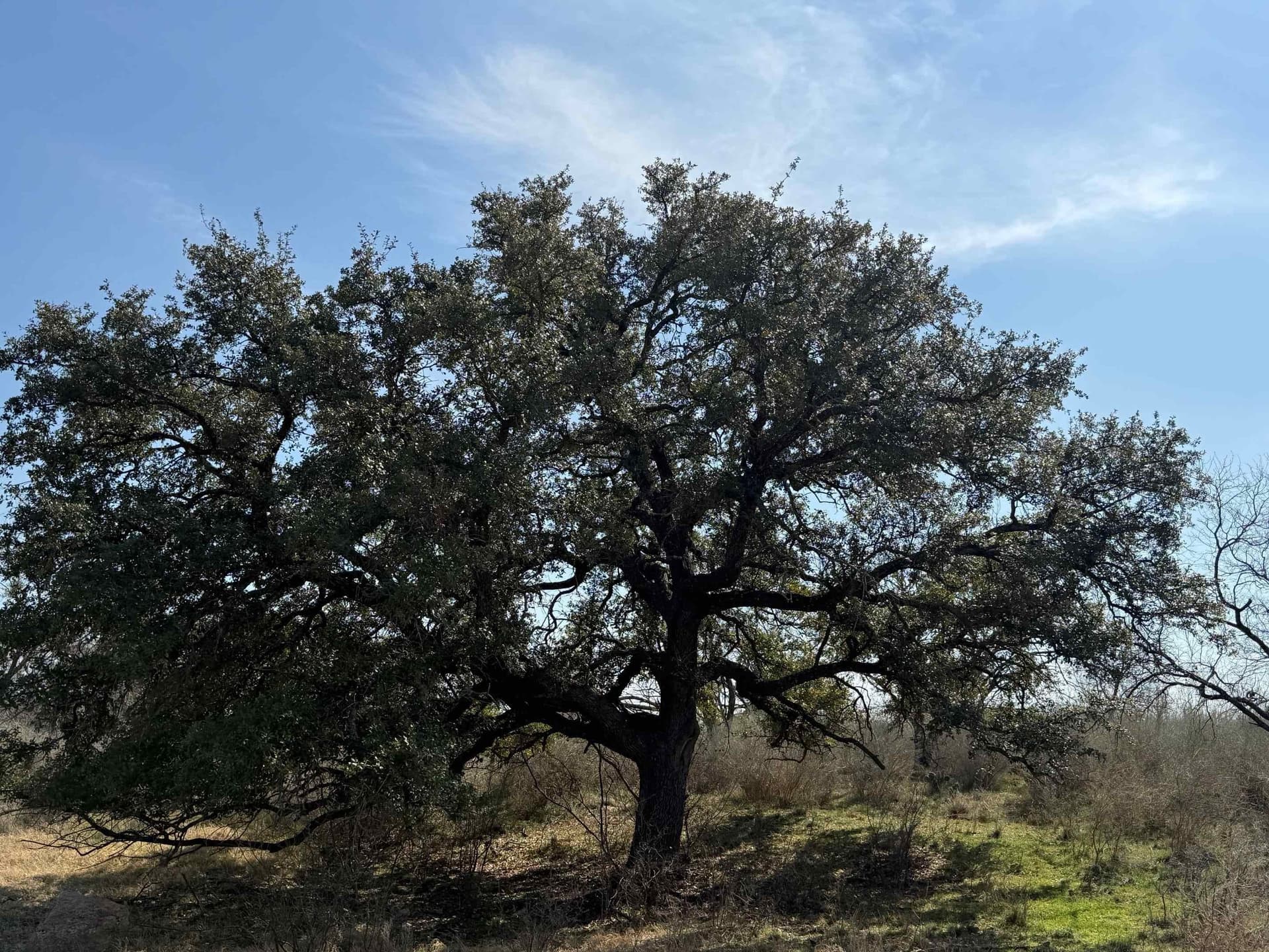 10.45 acres in Llano County - photo 14