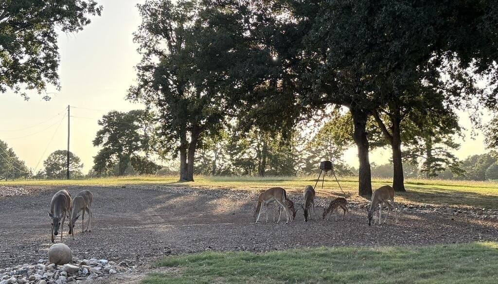 10 acres in Anderson County - photo 3