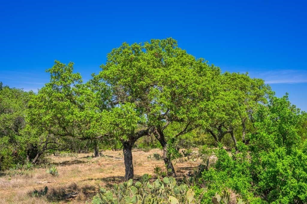 29.62 acres in Gillespie County gallery image 4