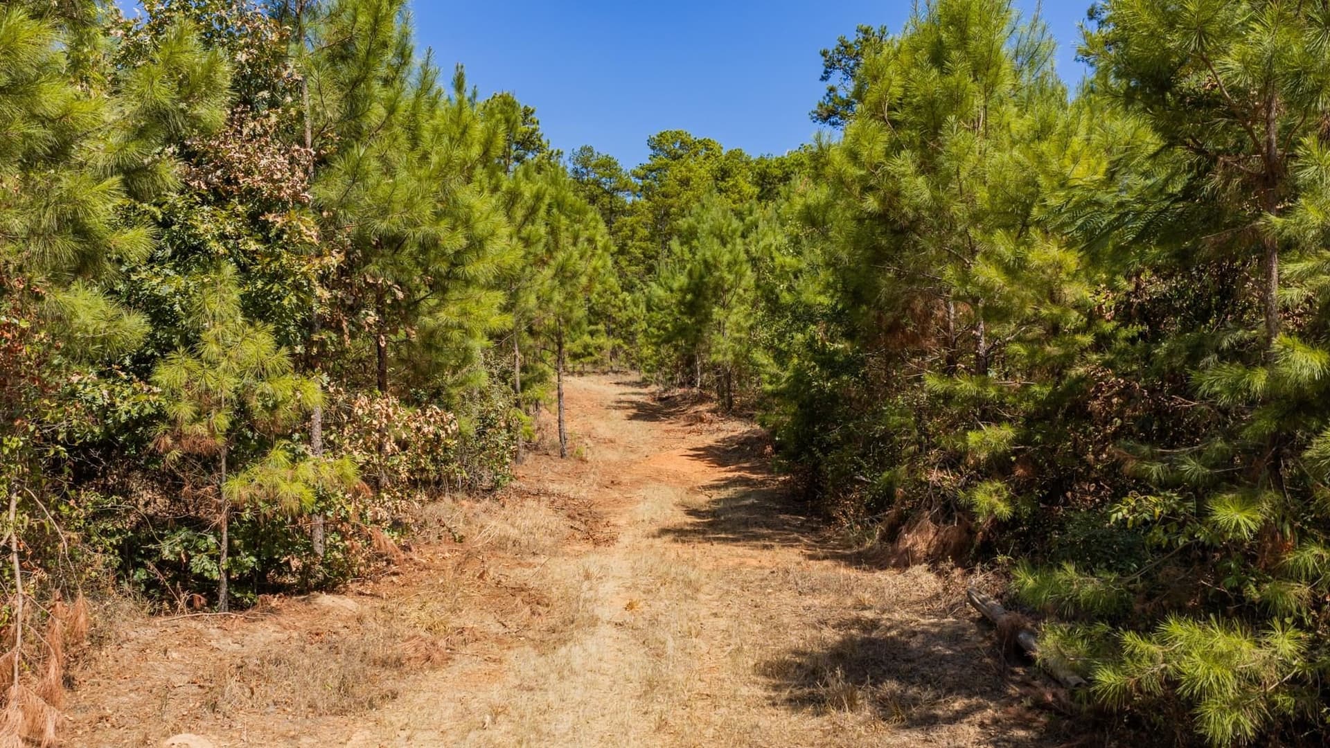 37.11 acres in Cass County - photo 19