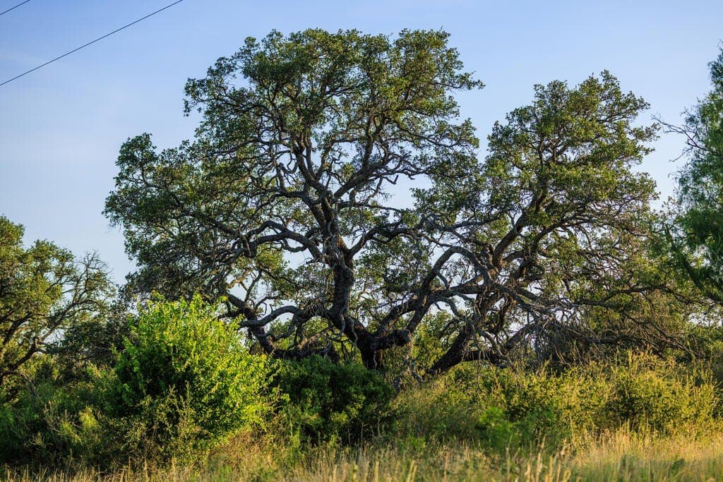 24 acres in Llano County - photo 18