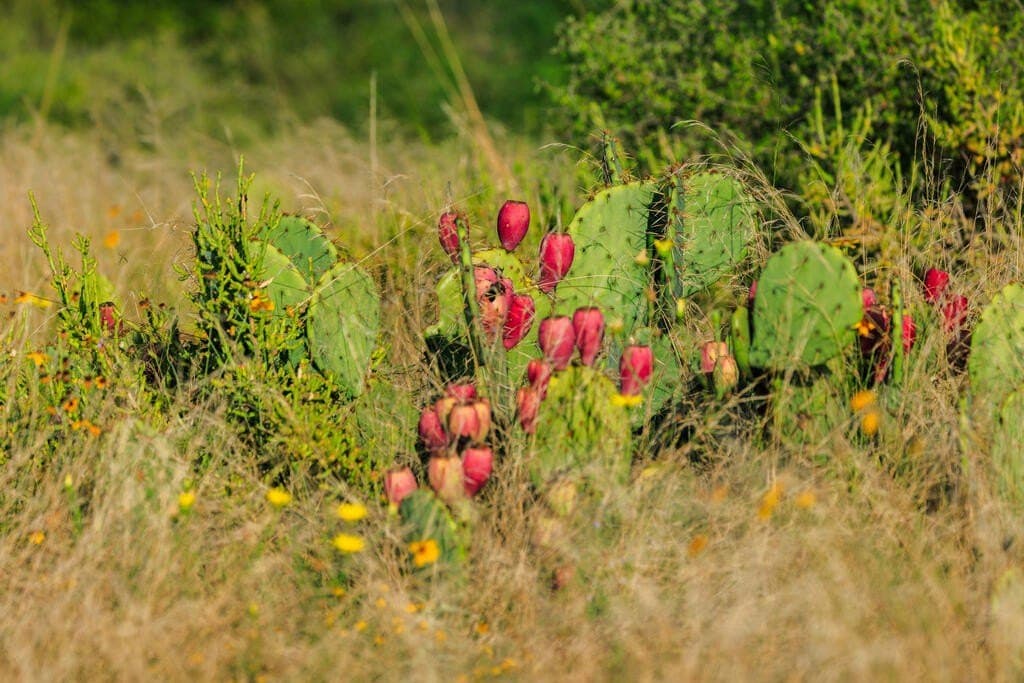 24 acres in Llano County - photo 16
