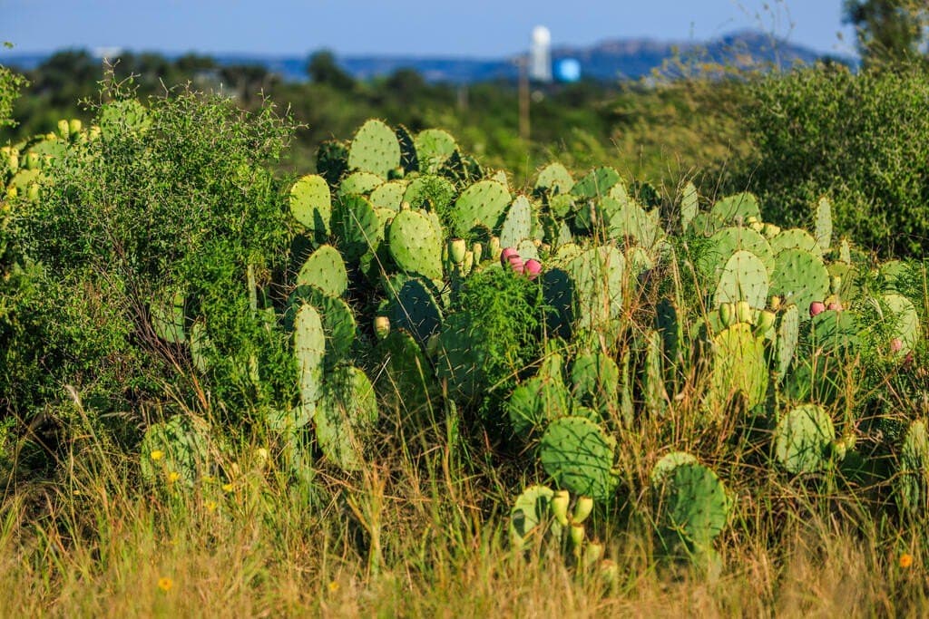 24 acres in Llano County - photo 15