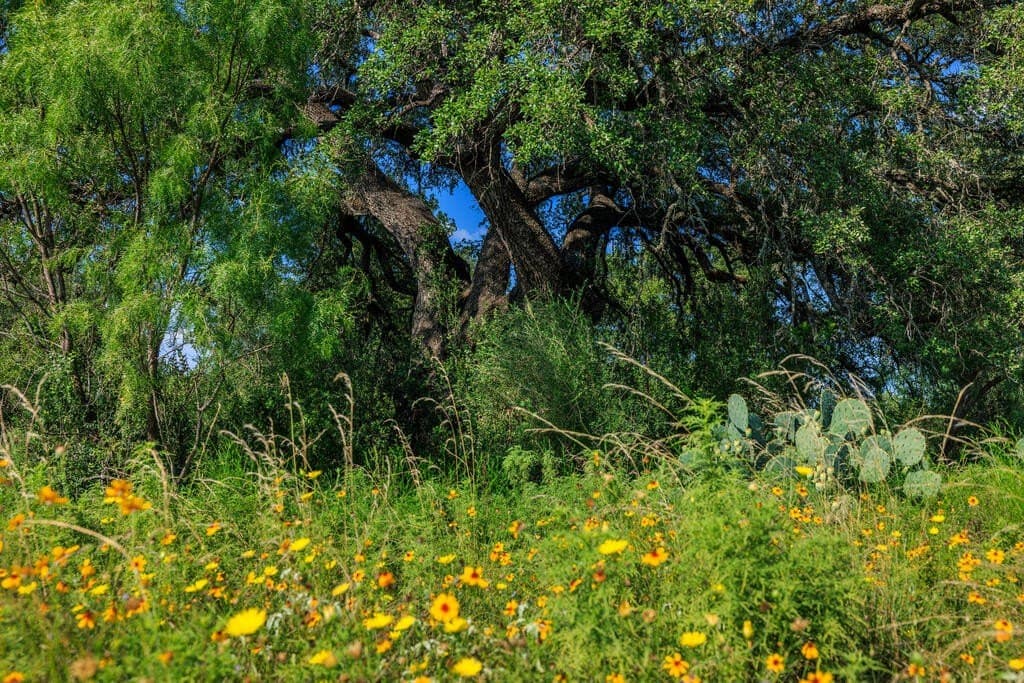 24 acres in Llano County - photo 11
