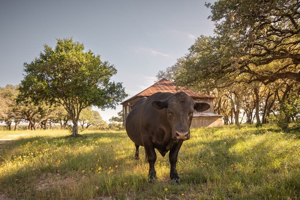 530 acres in Blanco County - photo 32