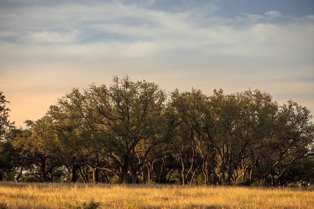 530 acres in Blanco County - photo 30