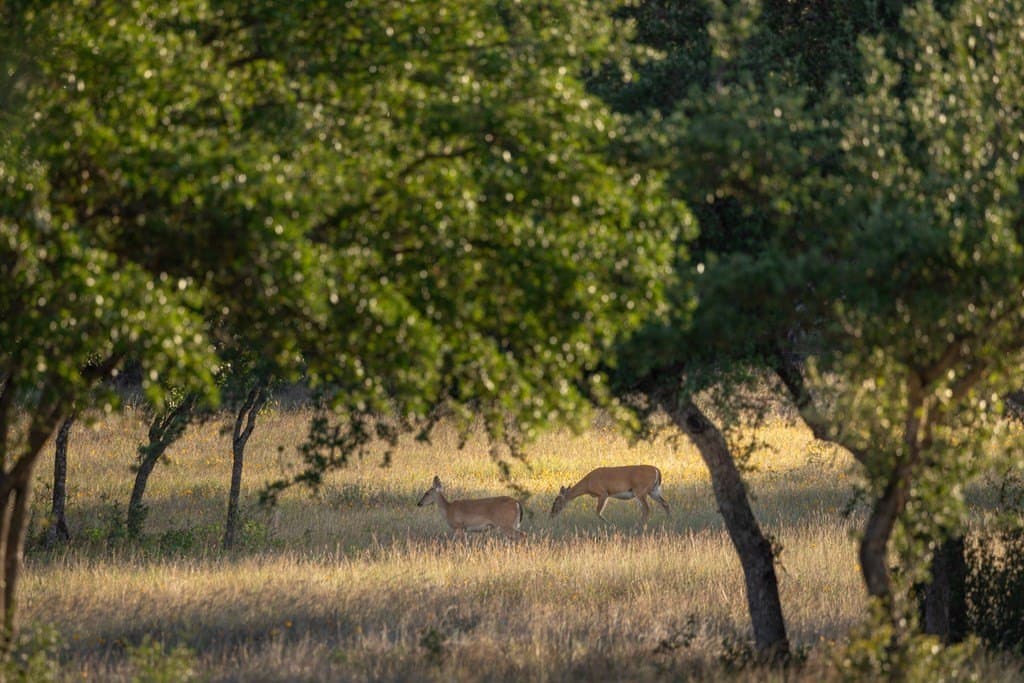 530 acres in Blanco County - photo 28