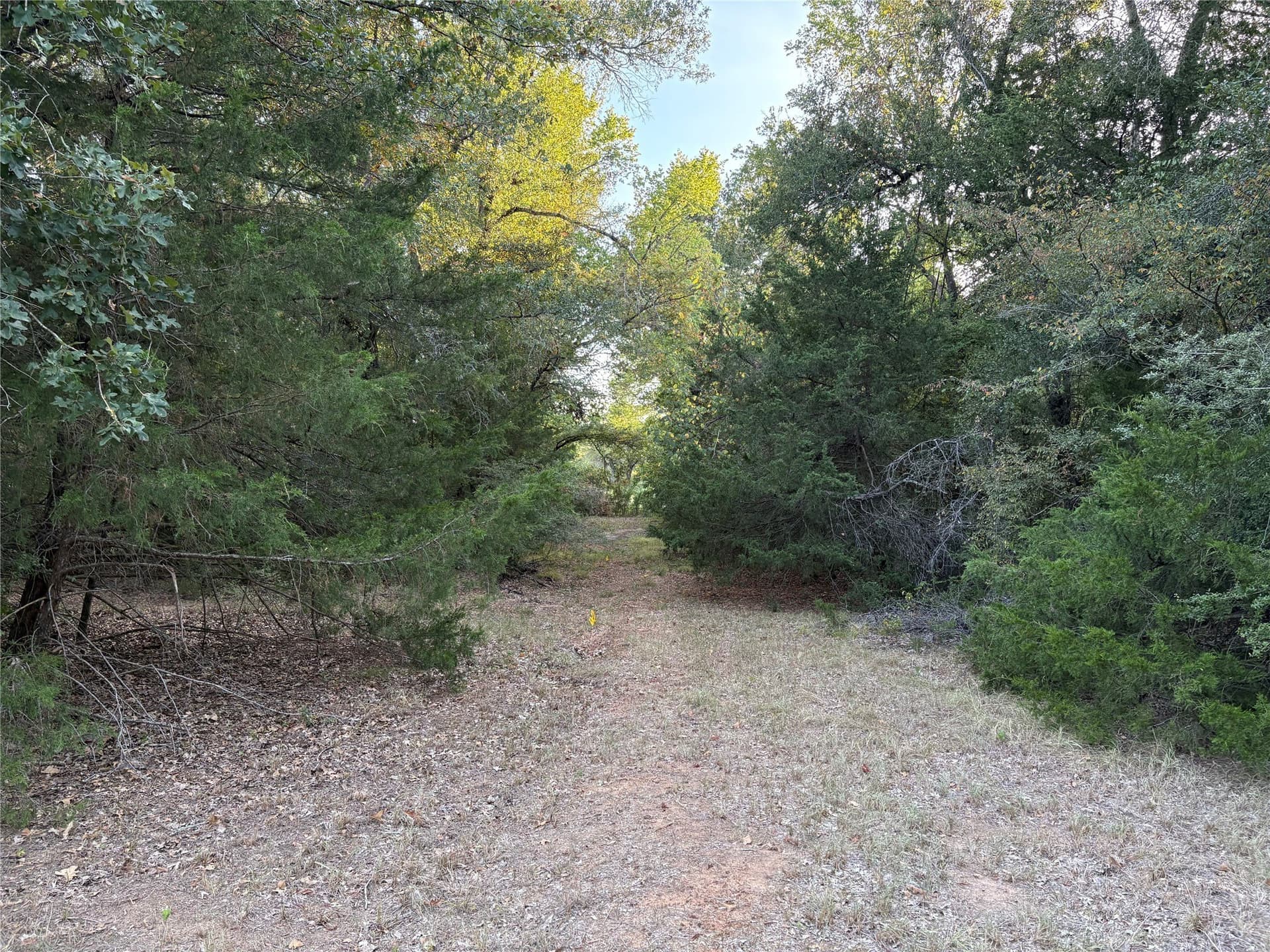 25 acres in Limestone County - photo 10