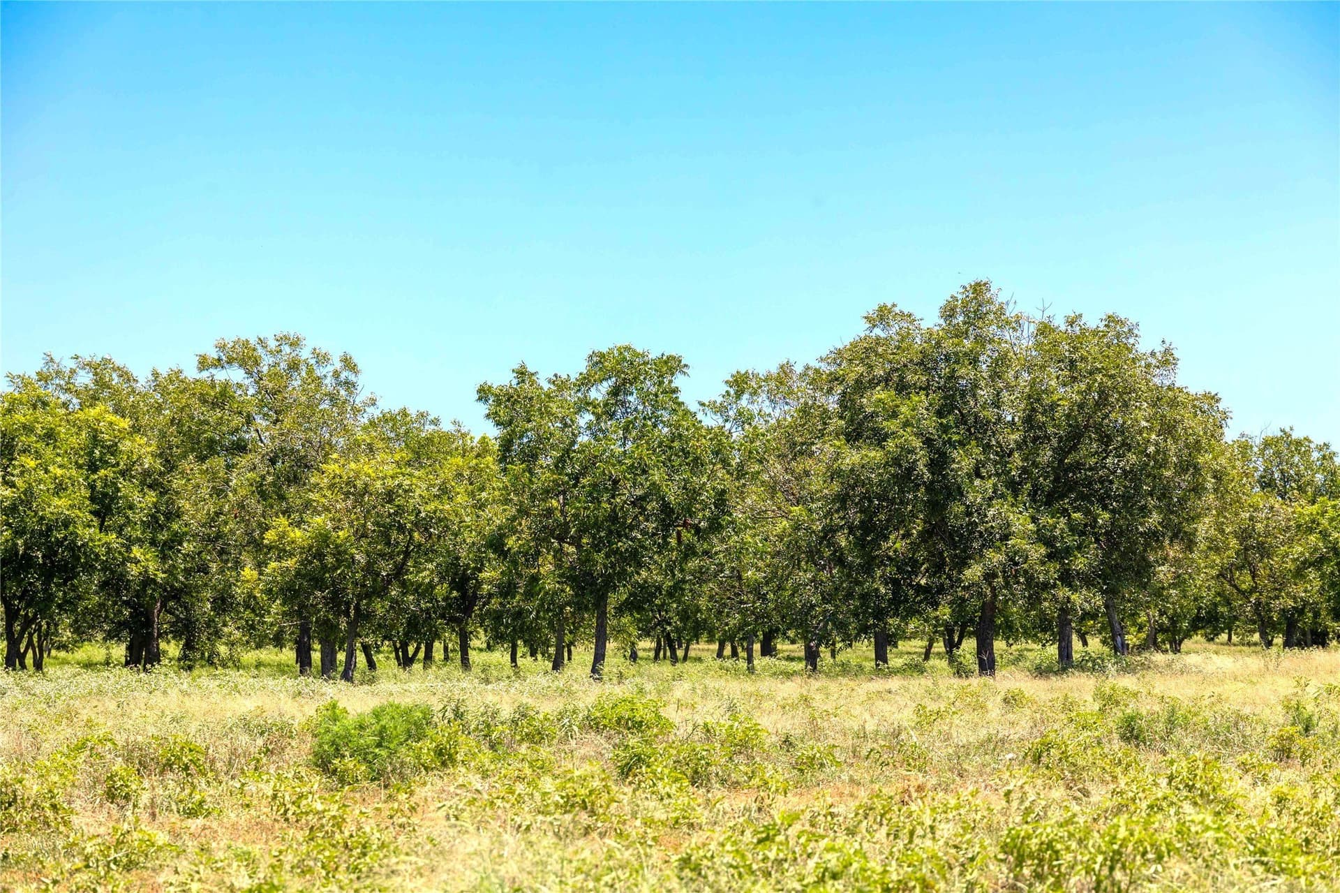 164.08 acres in Comanche County - photo 6