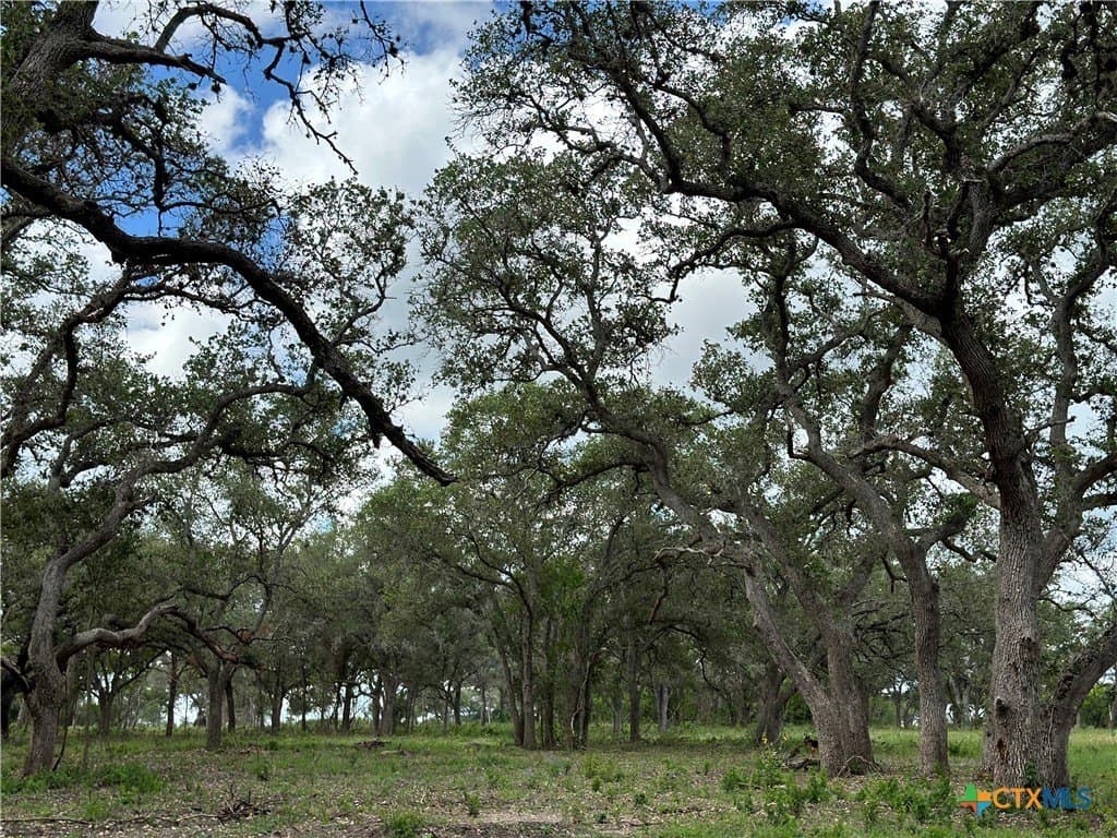 10.98 acres in Goliad County gallery image 3