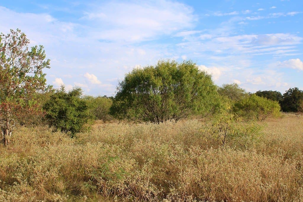 10 acres in Colorado County featured view