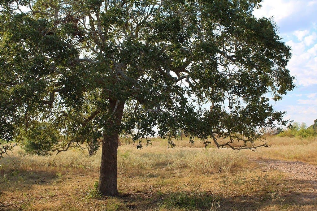 10 acres in Colorado County gallery image 4
